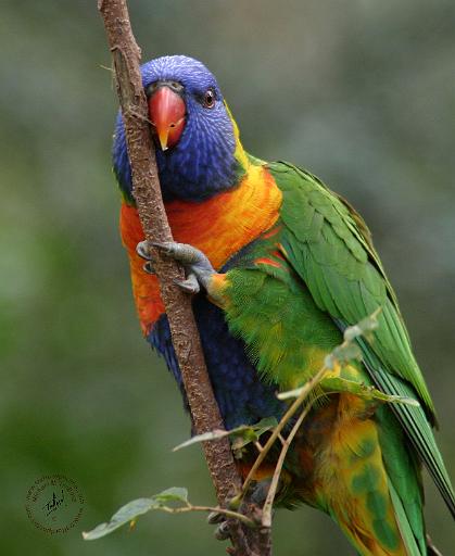Lorikeet 9Y209D-177.JPG